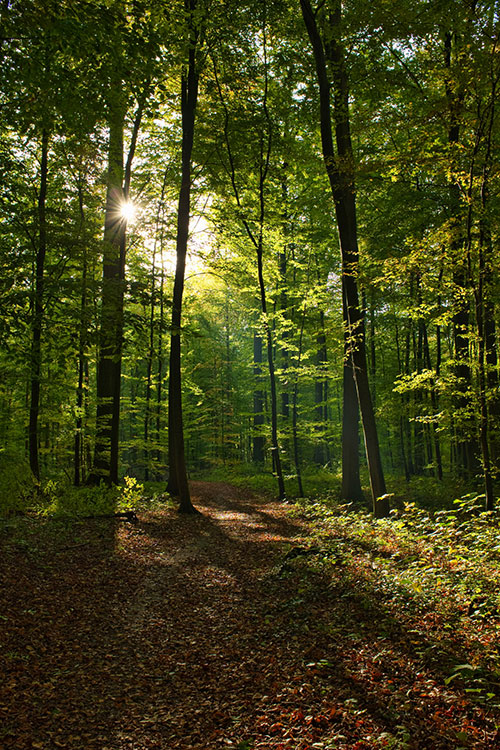 Åbent område i midten af en skov, hvor solen skinner gennem træstammer