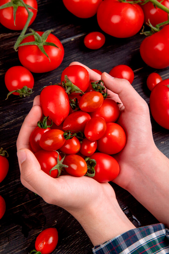 To hænder der holder en masse små tomater